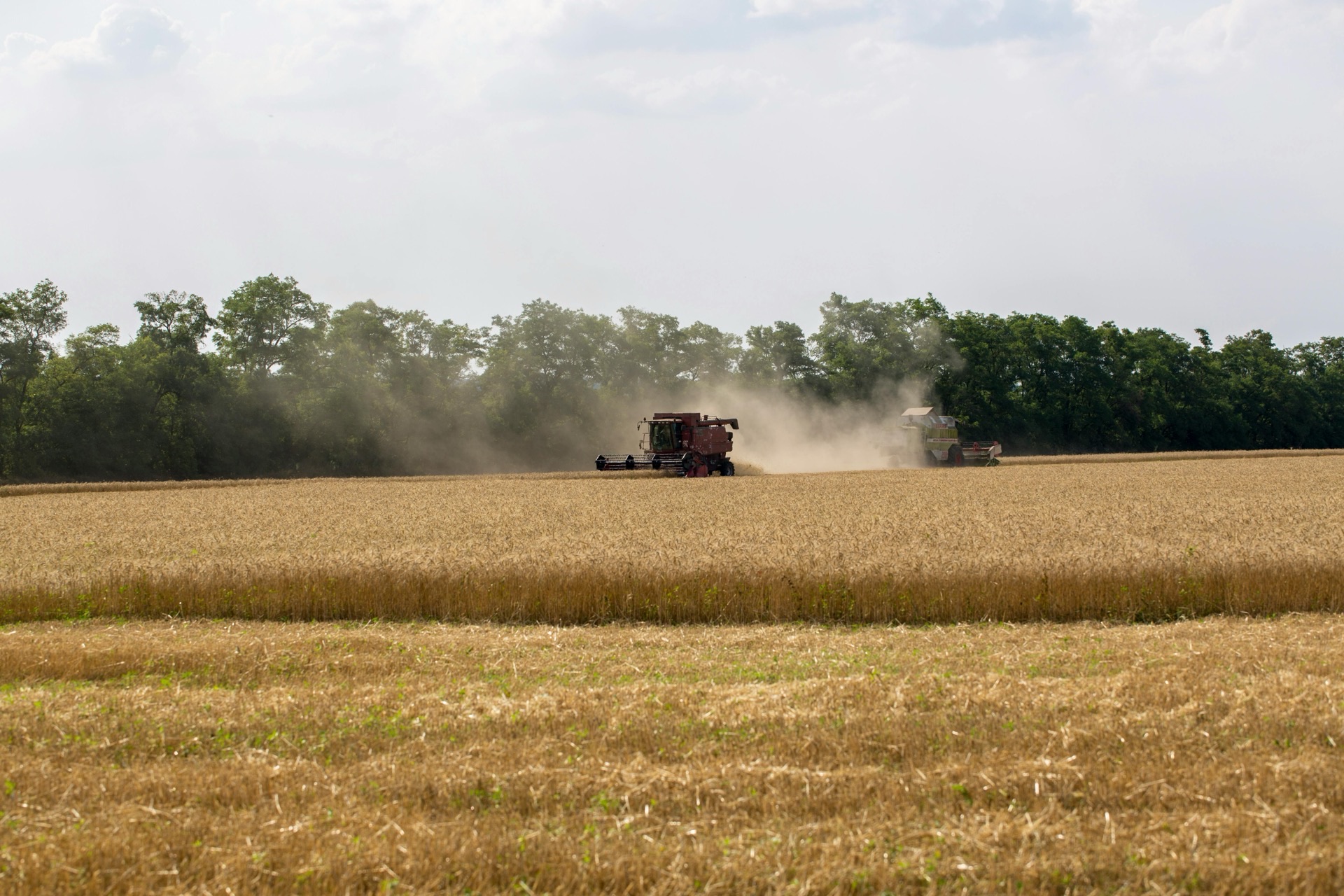 A combine harvesting wheat on a prairie field
